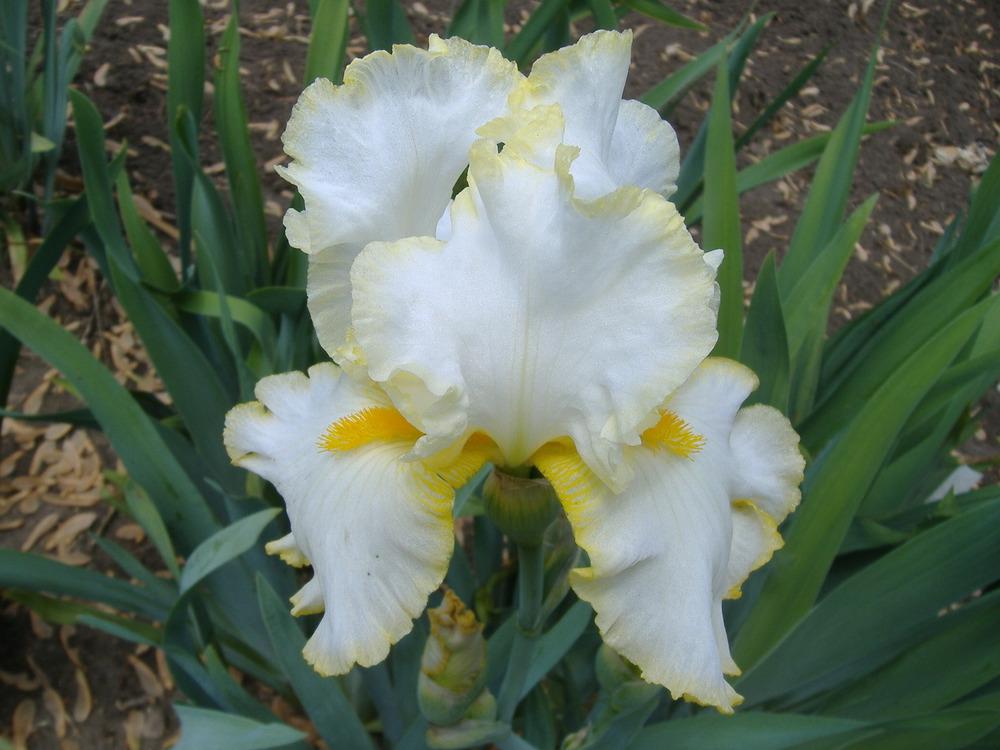 Photo of Tall Bearded Iris (Iris 'Bride's Halo') uploaded by tveguy3
