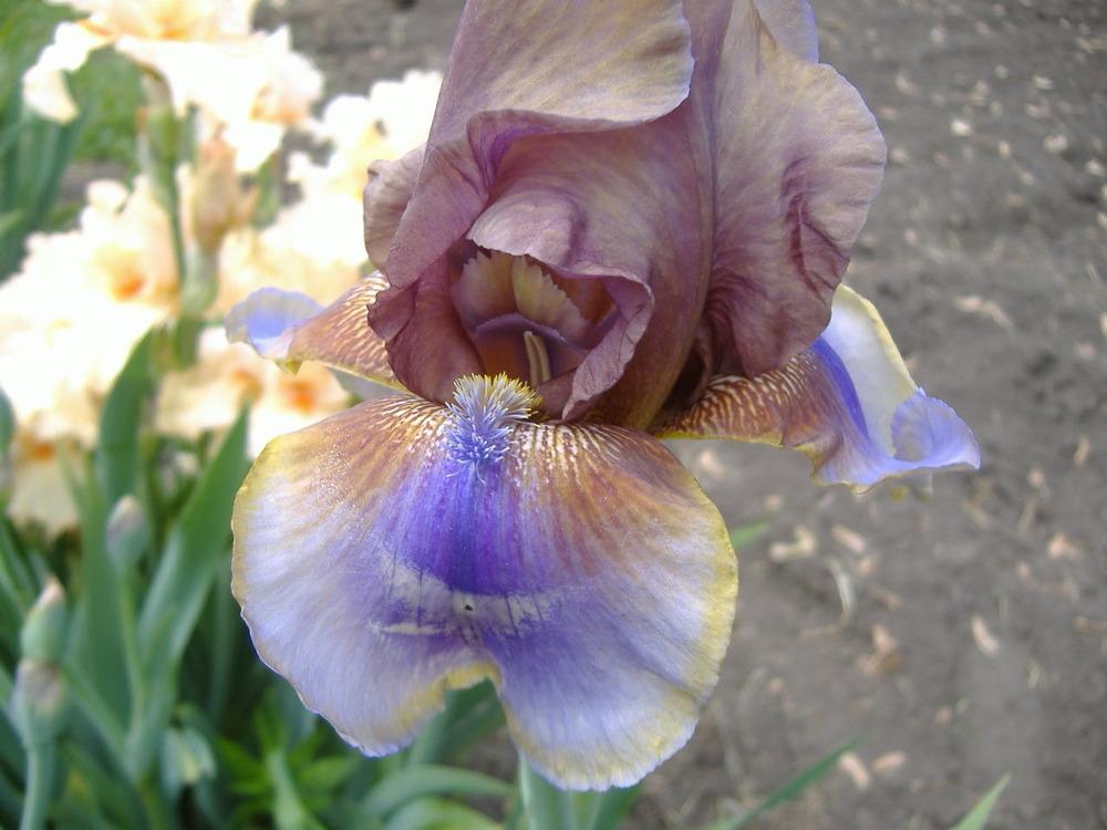 Photo of Tall Bearded Iris (Iris 'Burnt Toffee') uploaded by tveguy3