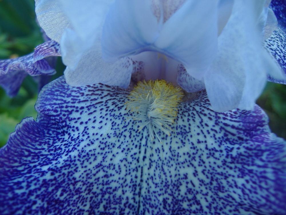 Photo of Tall Bearded Iris (Iris 'Splashacata') uploaded by tveguy3
