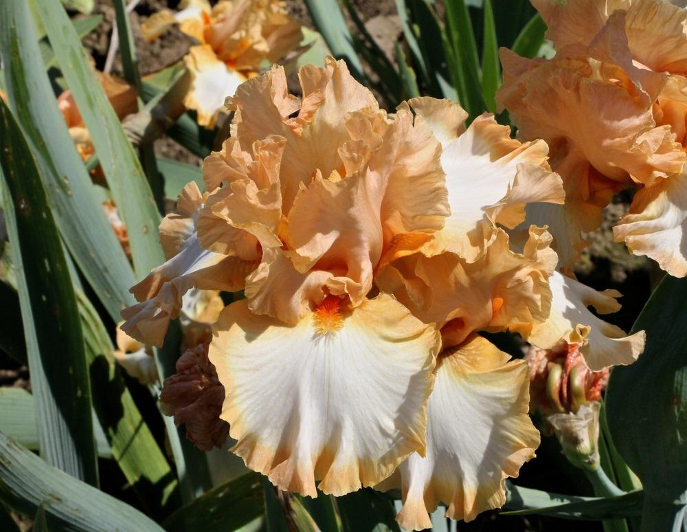 Photo of Tall Bearded Iris (Iris 'Orange Titan') uploaded by ARUBA1334