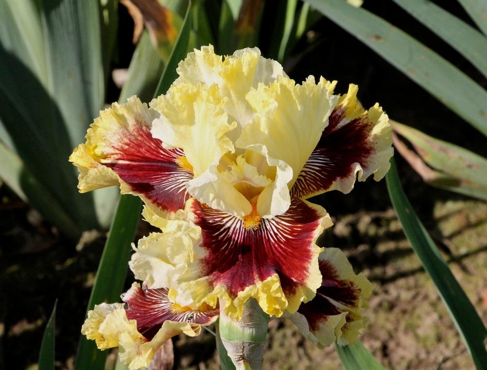 Photo of Tall Bearded Iris (Iris 'Rogue Trader') uploaded by ARUBA1334