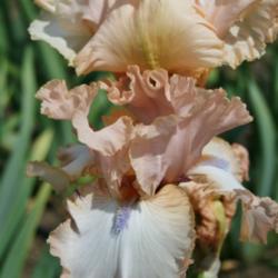 Location: Napa Iris Gardens
Date: 2014-06-01