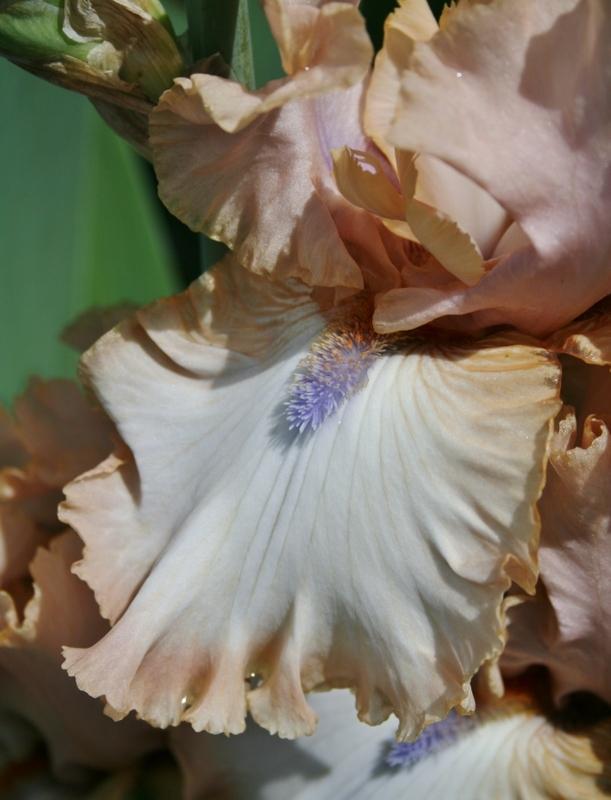 Photo of Tall Bearded Iris (Iris 'Flirtini') uploaded by Calif_Sue