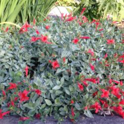 Location: Hamilton Square Perennial Garden, Historic City Cemetery, Sacramento CA.
Date: 2014-05-31
Easy care, long blooming, drought tolerant plant. Pruned to groun