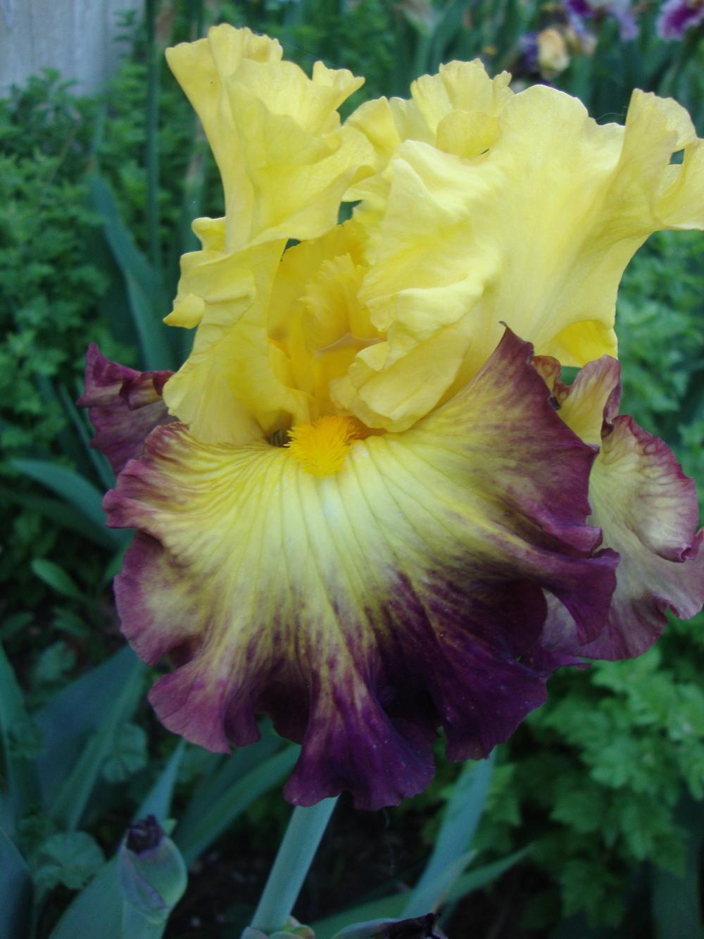 Photo of Tall Bearded Iris (Iris 'Summer Shadow') uploaded by Paul2032