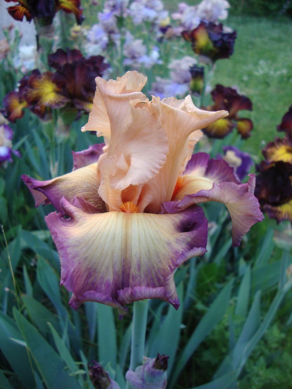 Photo of Tall Bearded Iris (Iris 'Marching Band') uploaded by Paul2032