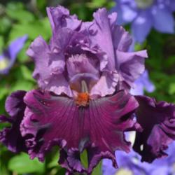 Location: ohio
Date: 5-29-14
tall bearded iris "MING LORD"