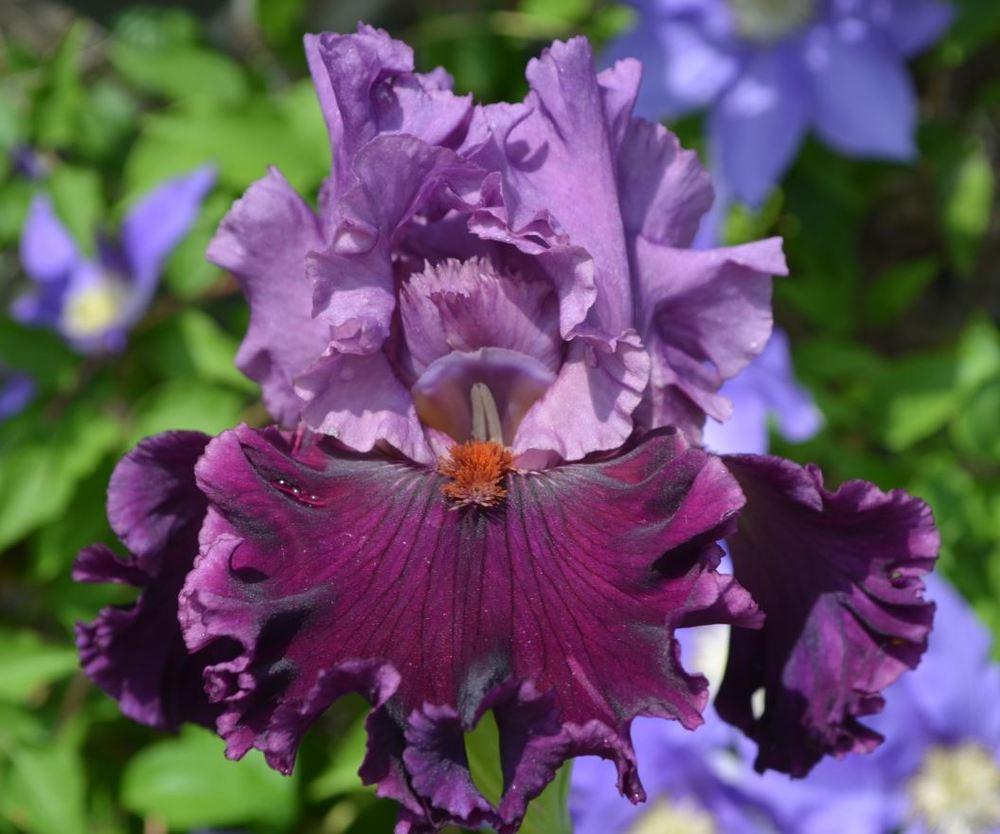 Photo of Tall Bearded Iris (Iris 'Ming Lord') uploaded by ROSEYGIRL765
