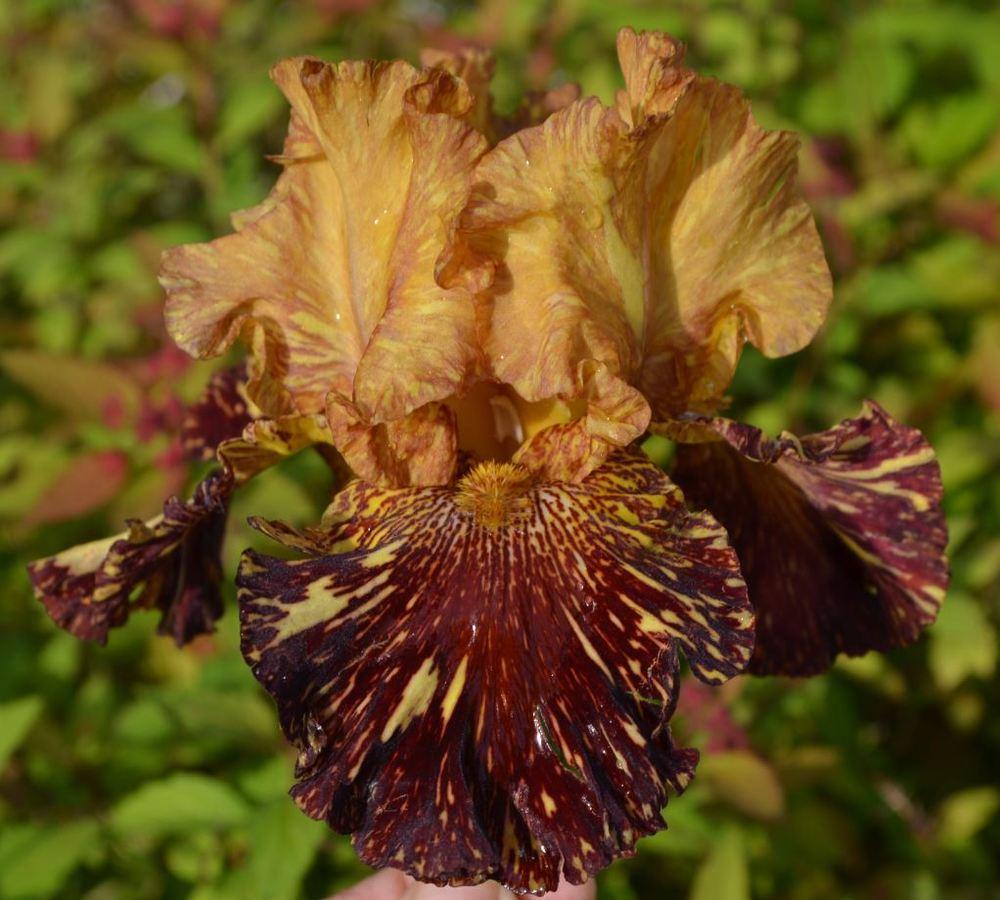 Photo of Tall Bearded Iris (Iris 'Spiced Tiger') uploaded by ROSEYGIRL765