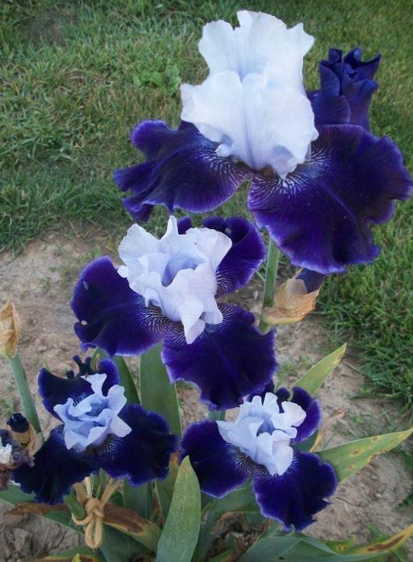 Photo of Tall Bearded Iris (Iris 'World Premier') uploaded by ROSEYGIRL765