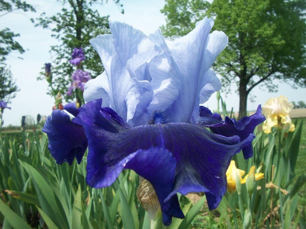 Photo of Tall Bearded Iris (Iris 'World Premier') uploaded by ROSEYGIRL765