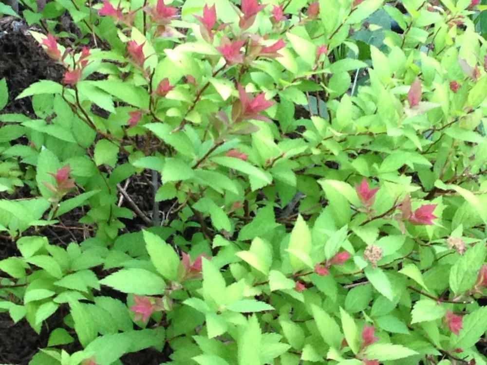 Photo of Japanese Spirea (Spiraea japonica 'Magic Carpet') uploaded by SCButtercup