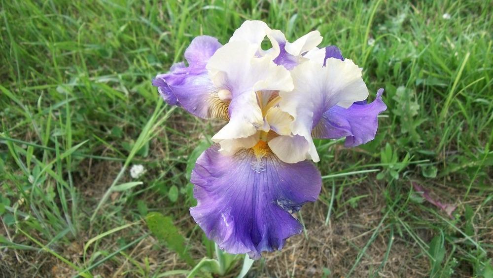 Photo of Tall Bearded Iris (Iris 'Mother Earth') uploaded by hazeleyes