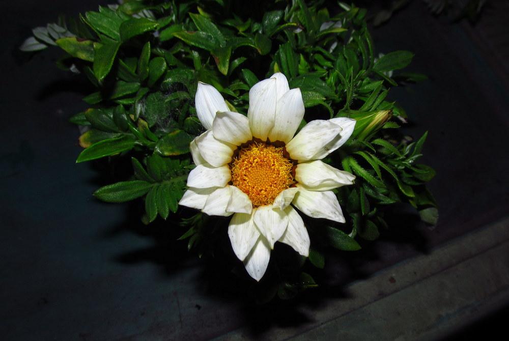 Photo of Treasure Flower (Gazania) uploaded by jmorth