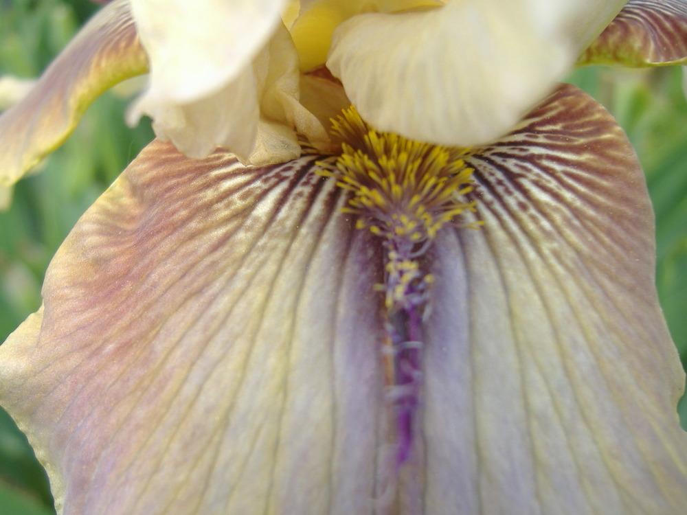 Photo of Tall Bearded Iris (Iris 'Thornbird') uploaded by tveguy3