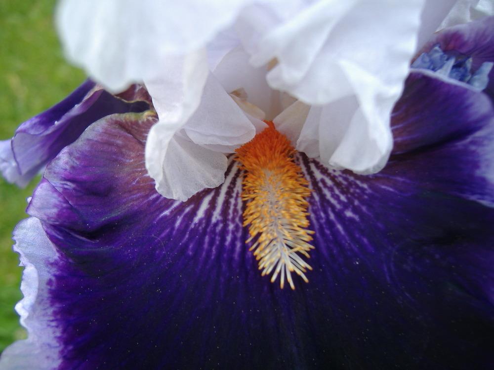 Photo of Tall Bearded Iris (Iris 'Bravery') uploaded by tveguy3