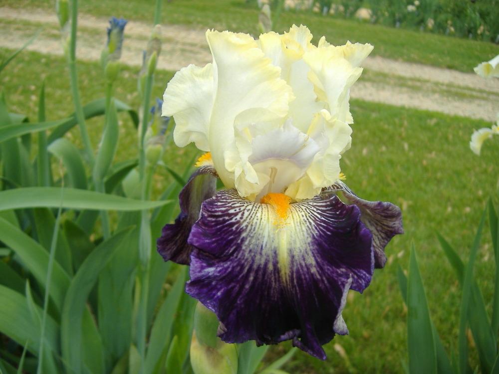 Photo of Tall Bearded Iris (Iris 'Comedy') uploaded by tveguy3
