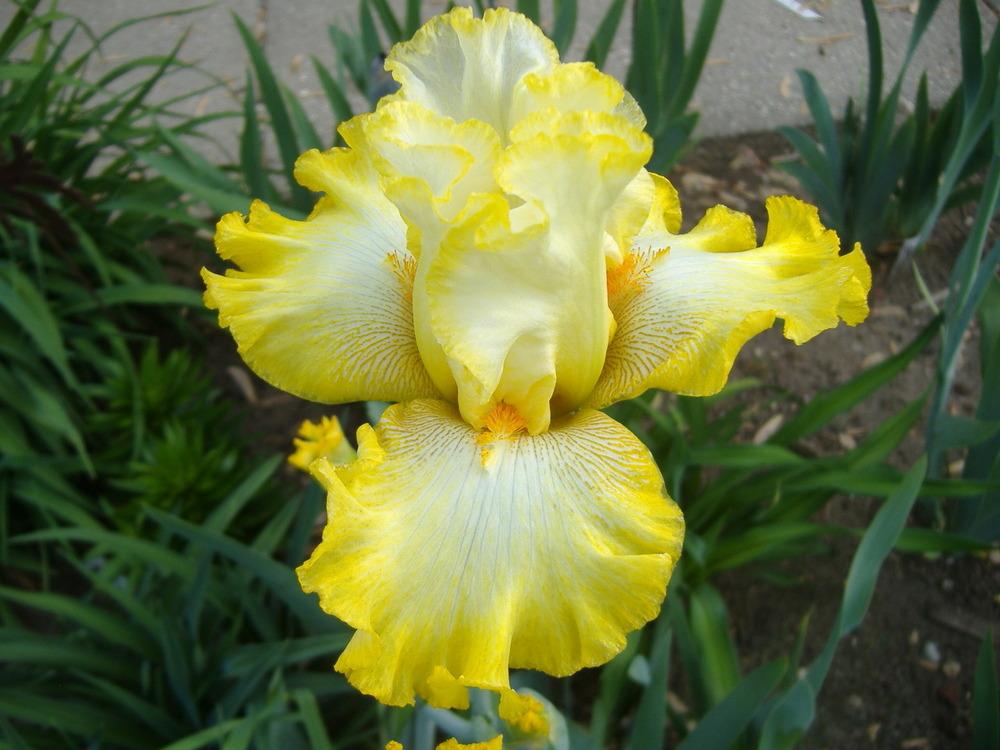 Photo of Tall Bearded Iris (Iris 'Zesting Lemons') uploaded by tveguy3