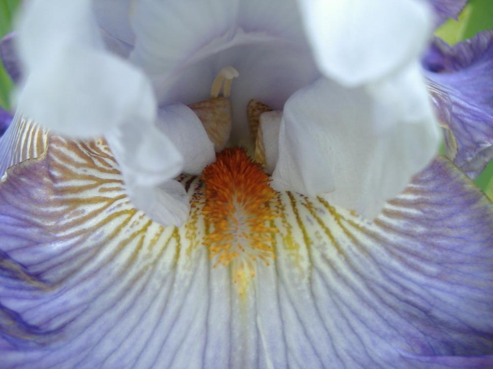 Photo of Tall Bearded Iris (Iris 'Arthouse') uploaded by tveguy3