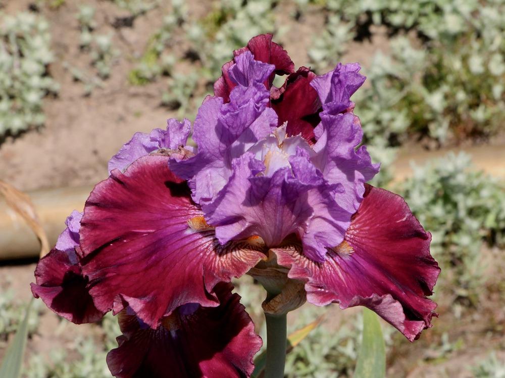 Photo of Tall Bearded Iris (Iris 'Tempo Rouge') uploaded by ARUBA1334