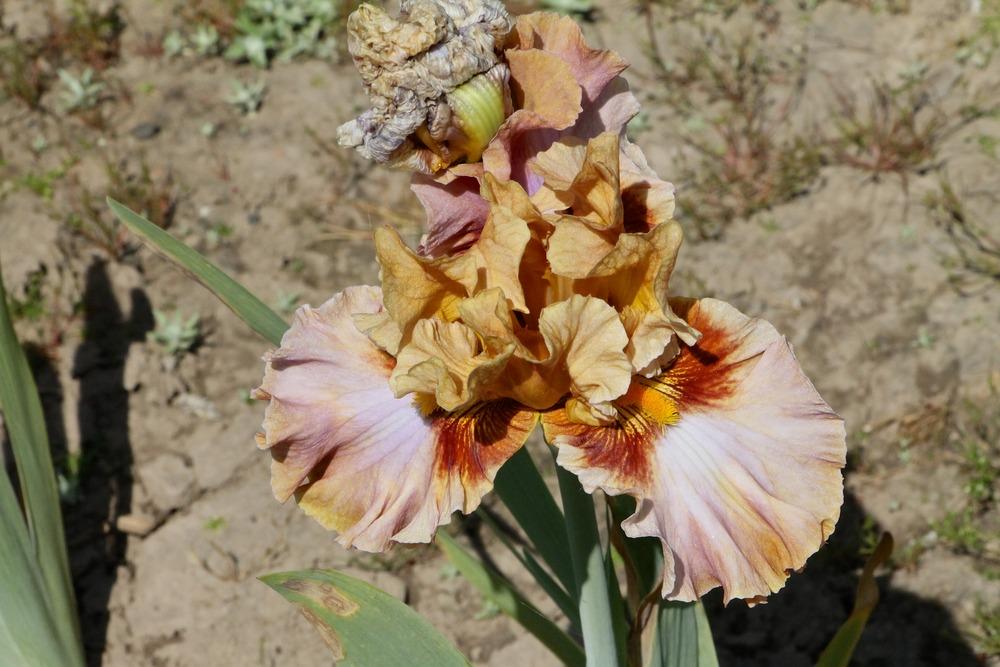 Photo of Tall Bearded Iris (Iris 'Touch of Gossip') uploaded by ARUBA1334