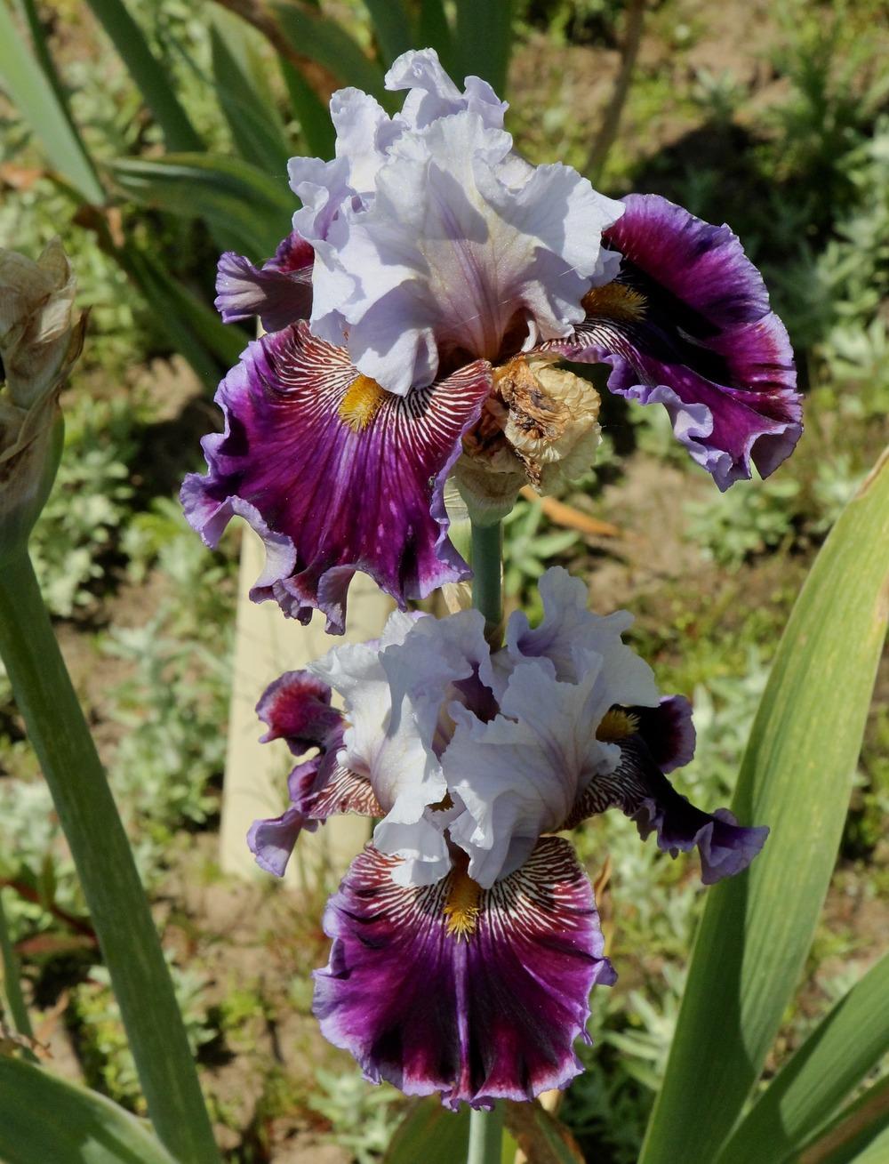 Photo of Tall Bearded Iris (Iris 'Megarich') uploaded by ARUBA1334