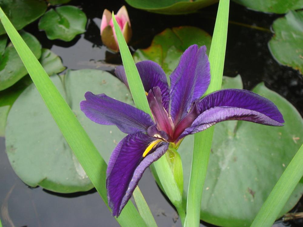 Photo of Irises (Iris) uploaded by Cat