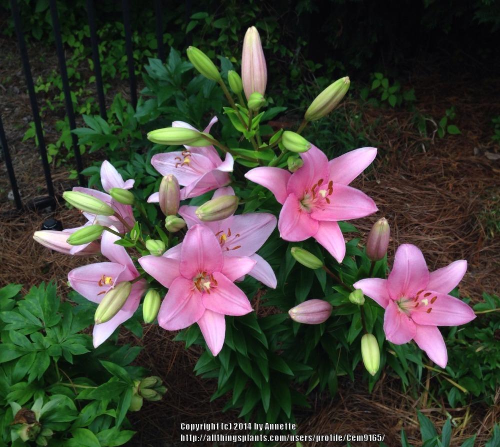 Photo of Lily (Lilium 'Camelot') uploaded by Cem9165