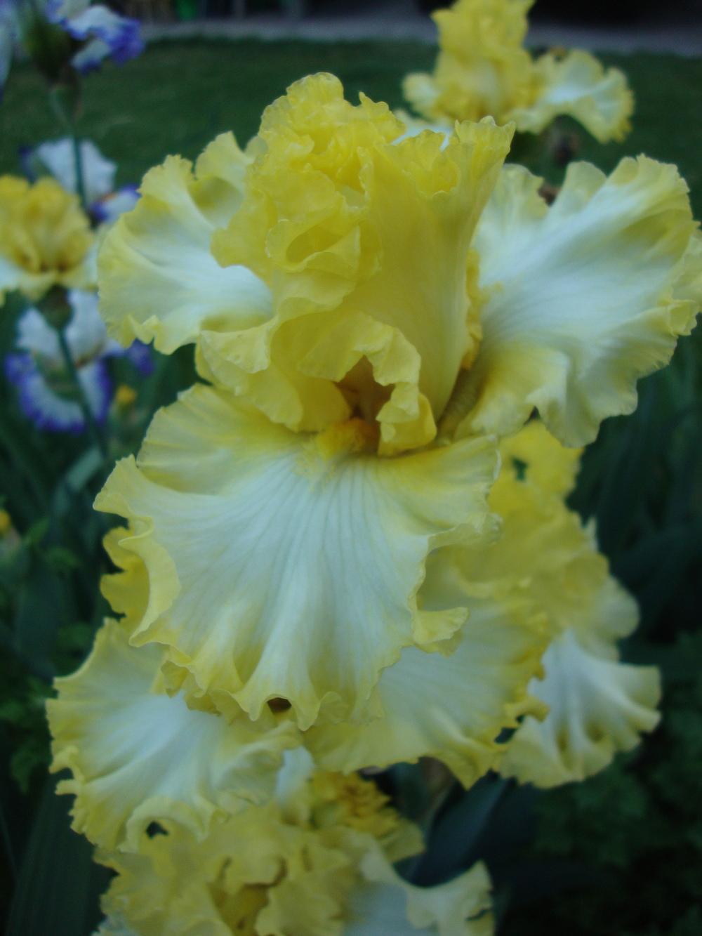 Photo of Tall Bearded Iris (Iris 'Beauty Becomes Her') uploaded by Paul2032