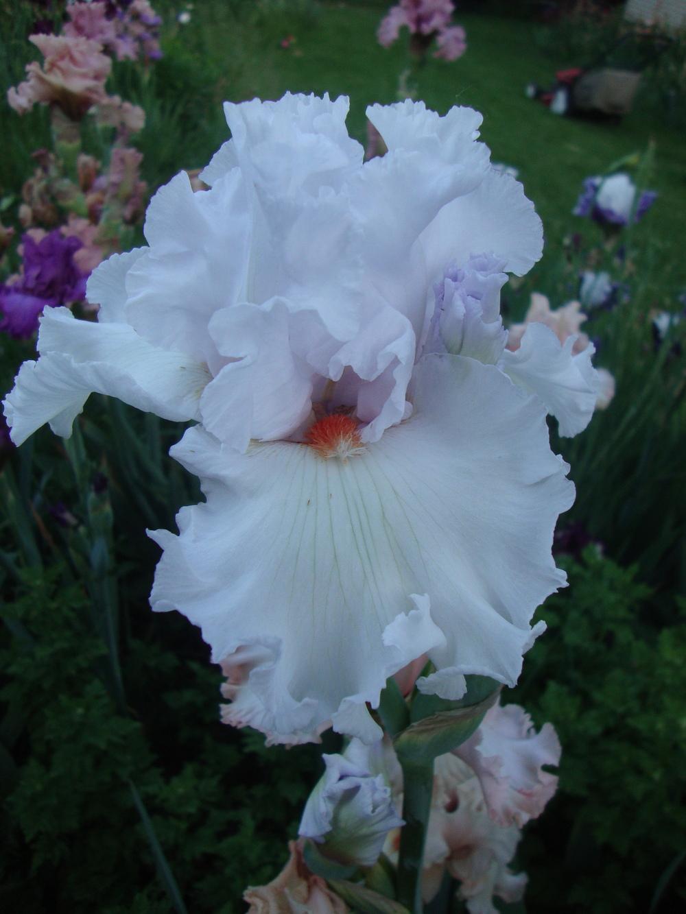 Photo of Tall Bearded Iris (Iris 'Fire and Ice') uploaded by Paul2032