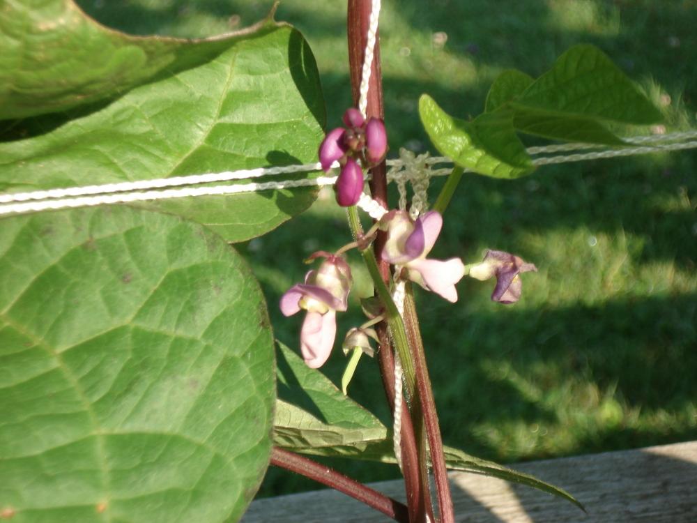 Photo of Pole Bean (Phaseolus vulgaris 'Blue Peter') uploaded by Weedwhacker