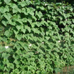 Location: My garden in Bark River, MI
Date: 2010-07-26
Vines on 8-foot-tall trellis