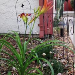 Location: Northern California Zone 9b
Date: 2014-05-29
Beaufort Slim Pitkin scape. (front fan with partly open bud)