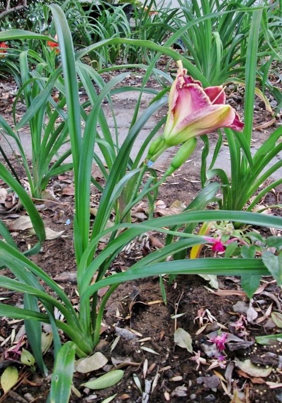Photo of Daylily (Hemerocallis 'Linda Beck') uploaded by chalyse