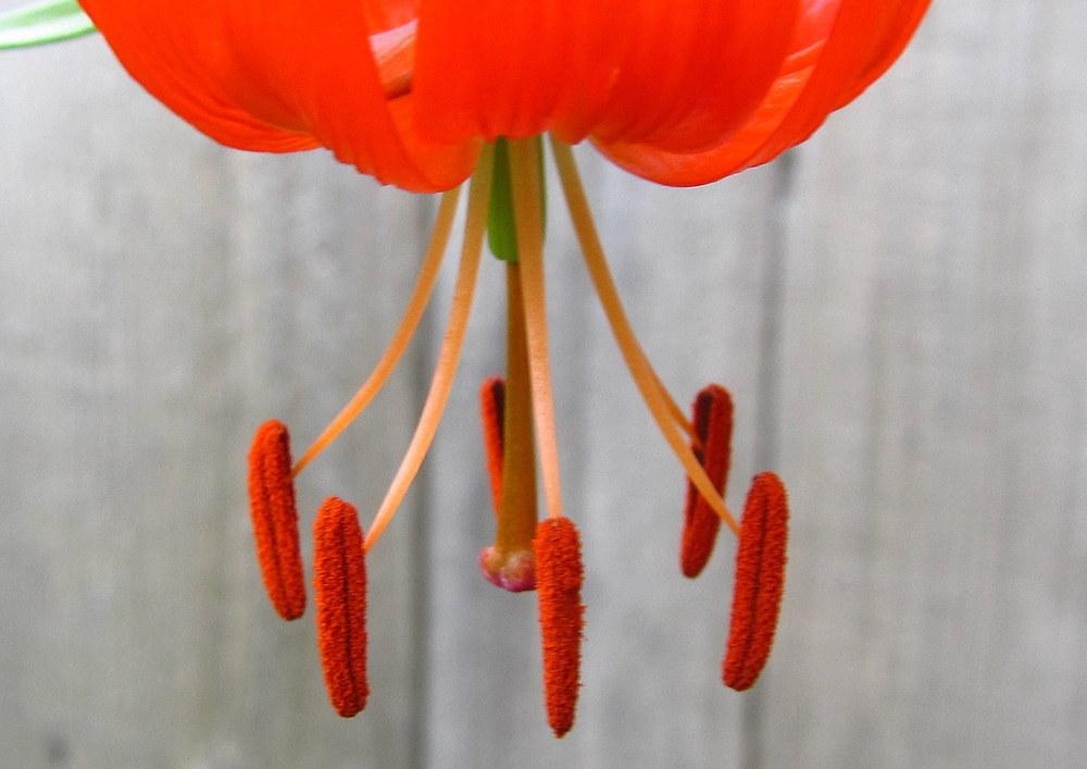 Photo of Coral Lily (Lilium pumilum) uploaded by jmorth