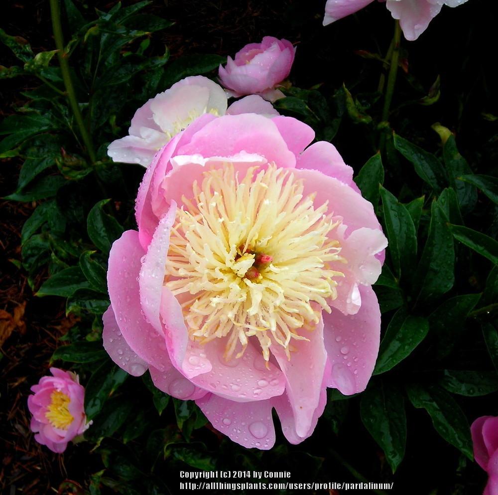 Photo of Peony (Paeonia 'Show Girl') uploaded by pardalinum