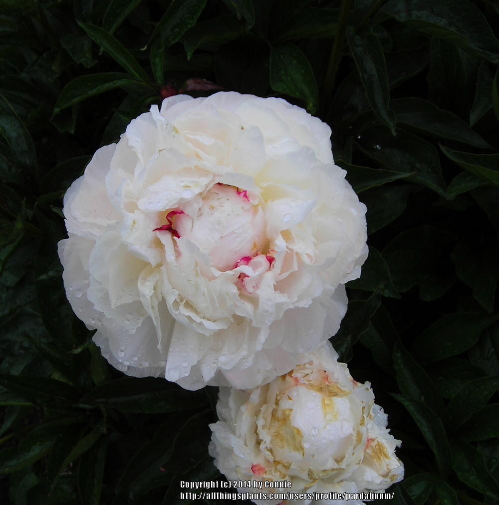 Photo of Peony (Paeonia lactiflora 'Shirley Temple') uploaded by pardalinum