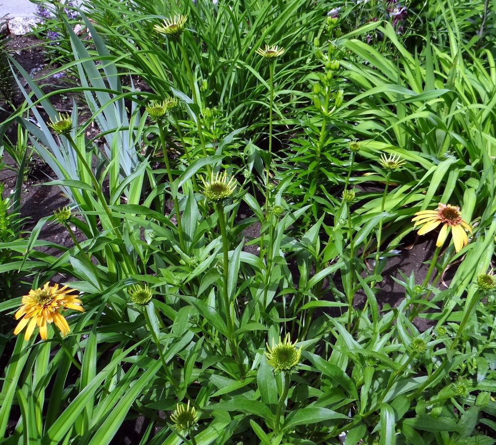 Photo of Coneflower (Echinacea 'Marmalade') uploaded by stilldew