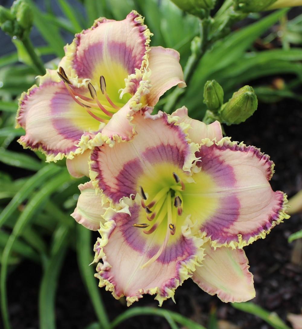 Photo of Daylily (Hemerocallis 'Tooth Talk') uploaded by tink3472