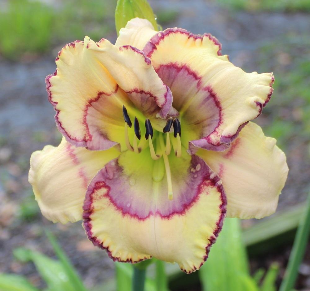 Photo of Daylily (Hemerocallis 'Stenciled Infusion') uploaded by tink3472