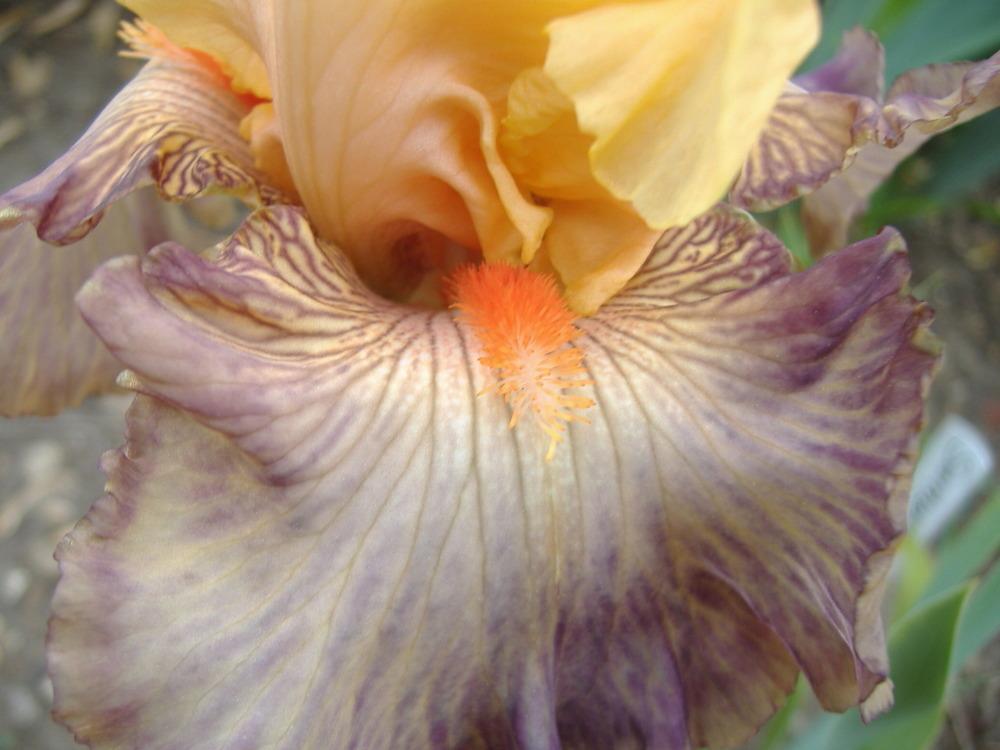 Photo of Tall Bearded Iris (Iris 'Samarkand Road') uploaded by tveguy3