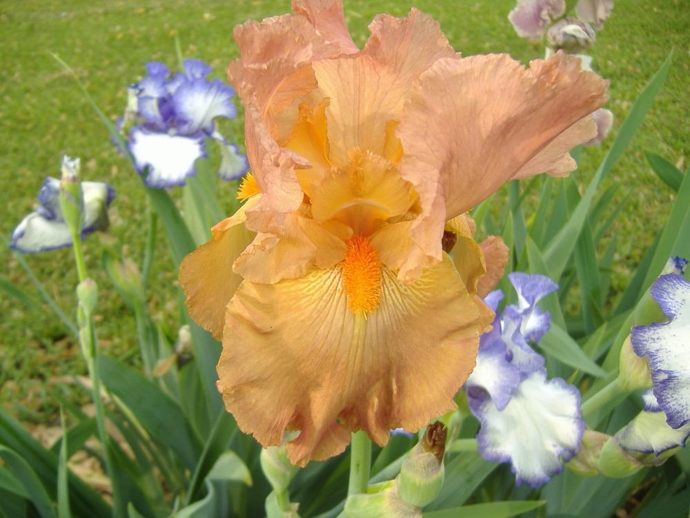 Photo of Tall Bearded Iris (Iris 'Copper Classic') uploaded by tveguy3