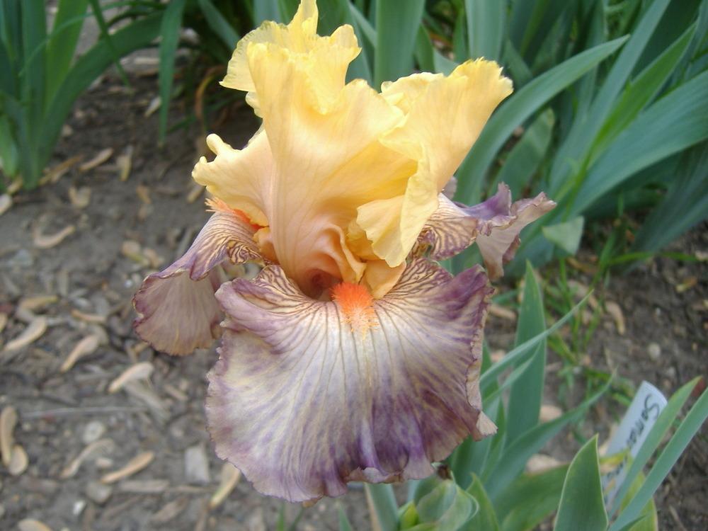 Photo of Tall Bearded Iris (Iris 'Samarkand Road') uploaded by tveguy3