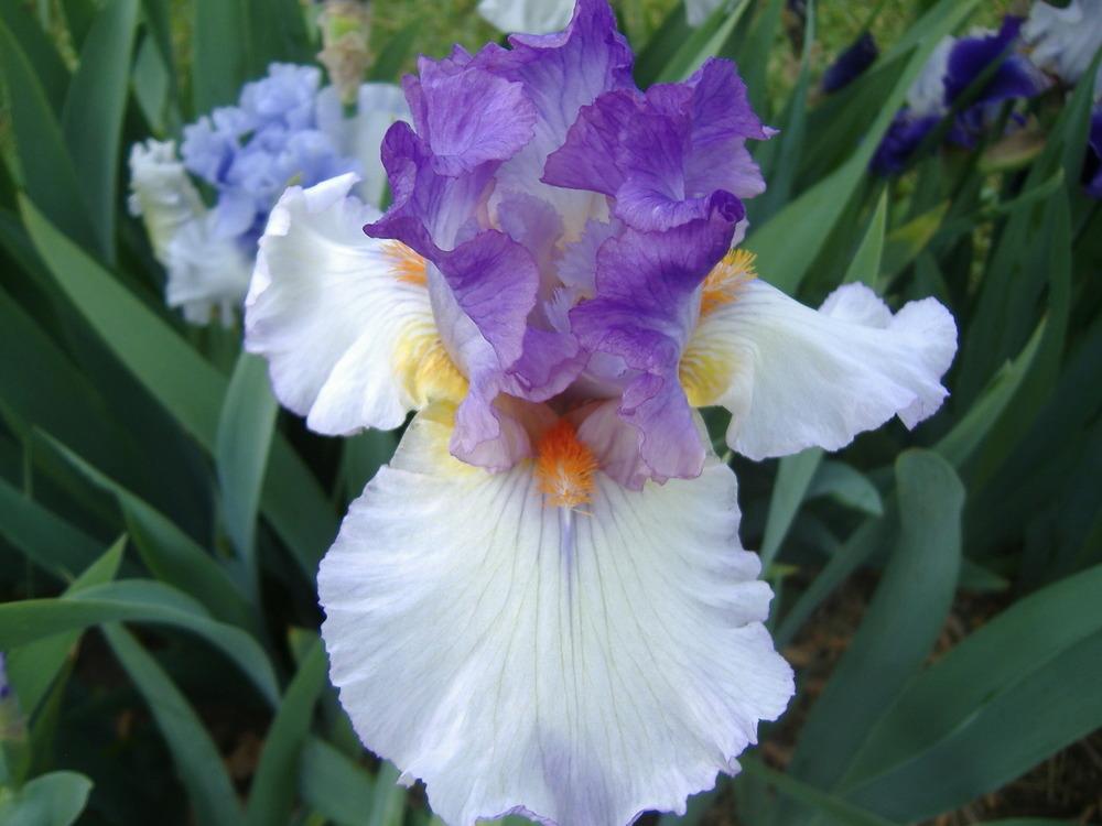 Photo of Tall Bearded Iris (Iris 'Mountain Halo') uploaded by tveguy3