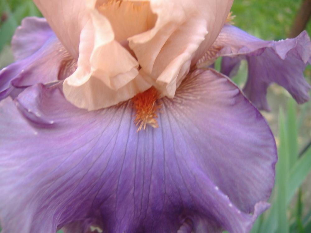 Photo of Tall Bearded Iris (Iris 'Ballerina Queen') uploaded by tveguy3