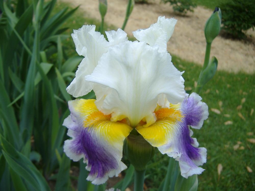 Photo of Tall Bearded Iris (Iris 'Beacon of Light') uploaded by tveguy3