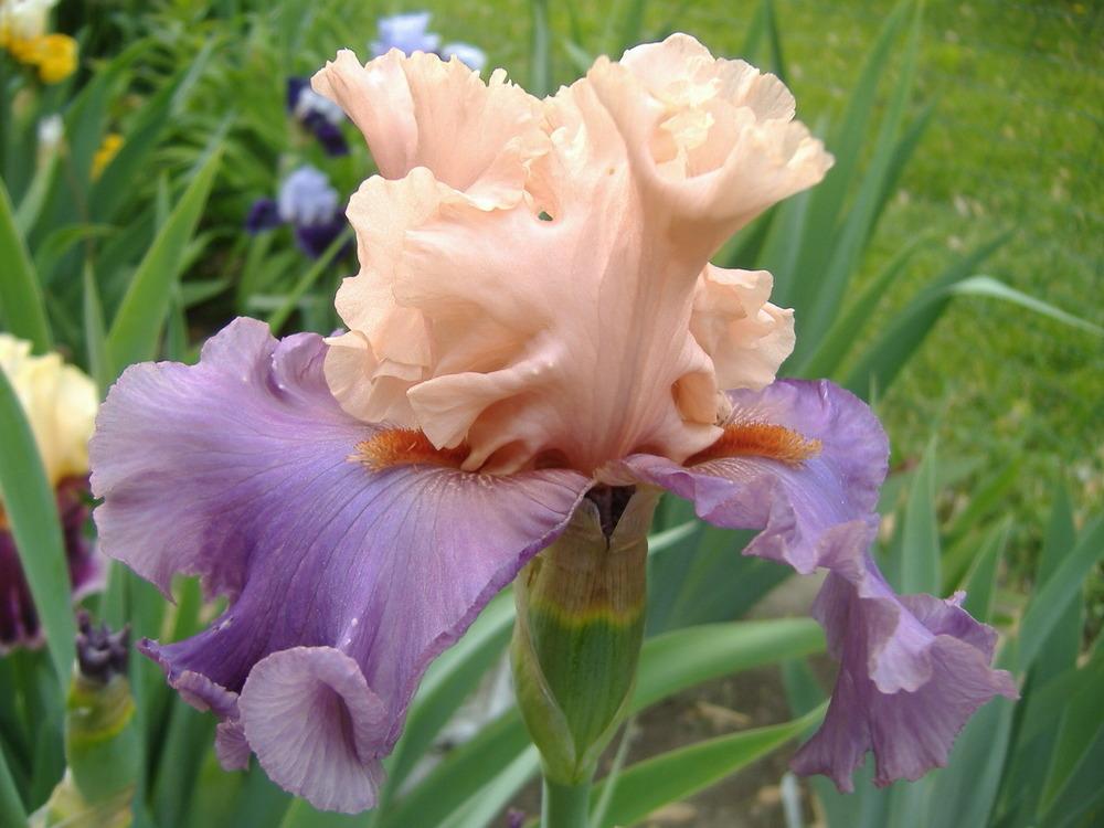 Photo of Tall Bearded Iris (Iris 'Ballerina Queen') uploaded by tveguy3