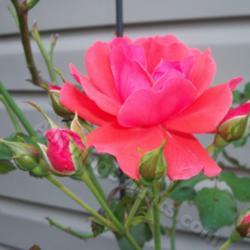 Location: My garden in Southeast Virginia
Date: 2011-10-22
From a rose vine.