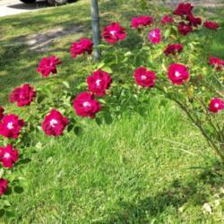 Location: My garden in Southeast Virginia
Date: 2014-06-02
My neighbors rose vine.