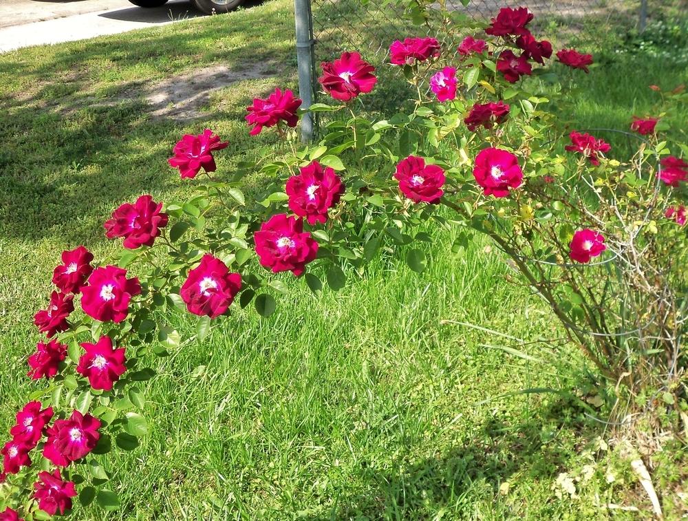 Photo of Roses (Rosa) uploaded by virginiarose